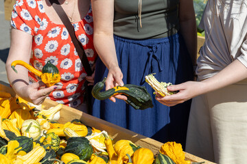 Women selecting fresh, colorful squash at a vibrant farmer's market, showcasing seasonal produce...