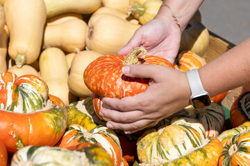 Hands selecting vibrant pumpkins at a farmer's market, showcasing colorful varieties and fresh...