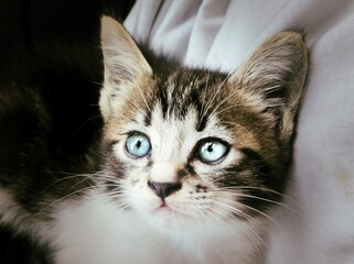 Close-up portrait of a tabby and white kitten with blue eyes
