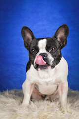 French Bulldog Posing on Faux Fur with Blue Background. A black and white French Bulldog with distinctive facial markings lies on a soft white faux fur rug against a rich blue studio backdrop