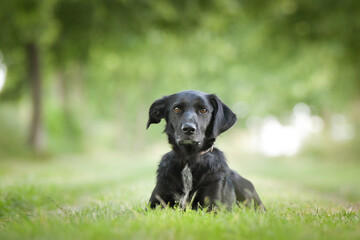 Spring portrait of dog in nature. He is so cute in the nature. He has so lovely face	
