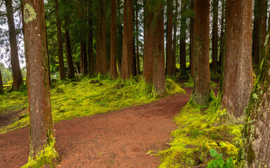 Dense forest in Viveiro da Falca, Terceira Island, Azores, with moss-covered tree trunks creating a lush green woodland atmosphere in this natural reserve