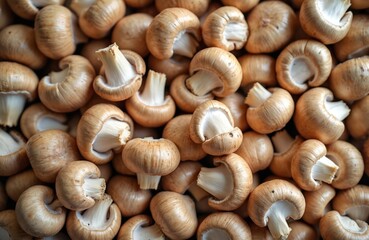 Pile of fresh champignon mushrooms before packing for market. Natural, uncooked, beige fungal crop, ideal for vegan, vegetarian, organic diets. Rich in vitamins, healthful ingredients offer delicious