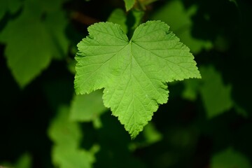 Ribes mandshuricum, called Kkachibabnamu in Korea, is a deciduous shrub. It grows in Korean mountains and valleys, blooms in spring, and produces red fruits enjoyed by birds.