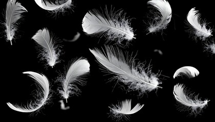Obraz premium Scattered, fluffy, white bird feathers float against a stark black background. 