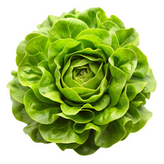 Fototapeta premium Lettuce head isolated on white background