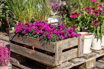 Vibrant pink flowers in wooden crate surrounded by greenery in pots, showcasing a lively home...