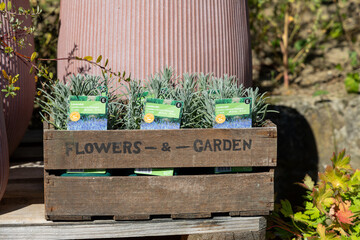 Home garden display featuring potted greenery in a rustic wooden crate, showcasing vibrant plant...