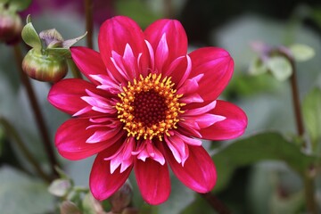 rote Zinnie mit hellen Blütenblättern