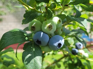 Fresh organic blueberries on a bush. Blueberry garden tasty, useful berry. Vaccinium corymbosum, tall blueberry. Ripe blueberries on a bush. Blueberry harvest in the garden.