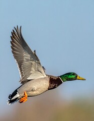 Obraz premium ánade real (Anas platyrhynchos) en primer plano, volando con las alas extendidas. Se aprecian en detalle las plumas marrones y grises del cuerpo, el característico cuello verde iridiscente del macho