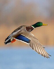 Obraz premium ánade real (Anas platyrhynchos) en primer plano, volando con las alas extendidas. Se aprecian en detalle las plumas marrones y grises del cuerpo, el característico cuello verde iridiscente del macho