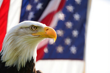 Naklejka premium Majestic bald eagle portrait against american flag background