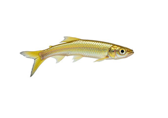 Isolated Golden Shiner fish swimming laterally in a studio shot, full body with scales visible