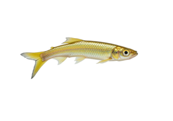 Isolated Golden Shiner fish swimming laterally in a studio shot, full body with scales visible