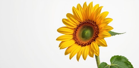 Obraz premium Single sunflower on white background, vibrant yellow petals, full bloom, isolated, studio shot, botanical, floral, nature, summer, bright, sunny, cheerful, flora, stem, cheerful flower