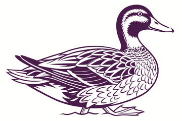 duck on white background