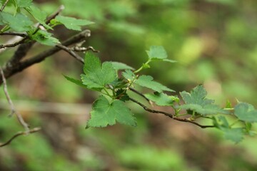 Ribes maximowiczianum, called Myeongjasun in Korea, is a deciduous shrub that blooms with small flowers in spring and bears sour red fruits in summer, growing in Asian mountain forests.