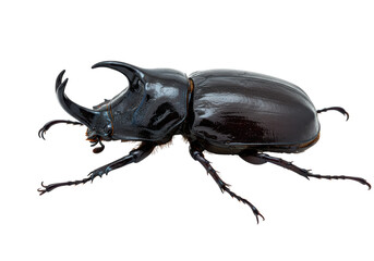 Isolated rhinoceros beetle with striking horn and detailed exoskeleton posing still