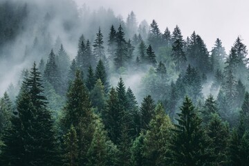 Misty mountain forest scene (3)