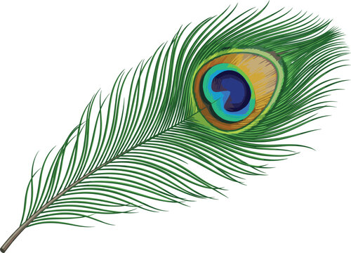 Fototapeta Elegant peacock feather vector with vibrant eye pattern in green, blue, and gold for nature, decoration, art, and design themes