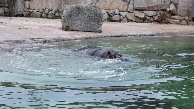 Assertive Hippopotamus Amphibius in Water in Zoological Garden. Two Semiaquatic Mammal in Pond in Zoo.