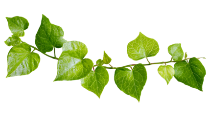 Lush green creeper plants vine leaves isolated on transparent background