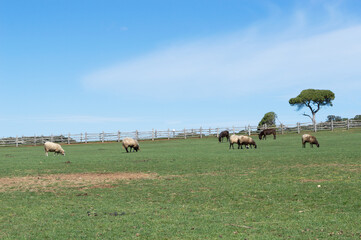 Domestic animals on the field, grazing the grass, sheep, donkey and ram, in national park Brijuni, Istria, Croatia