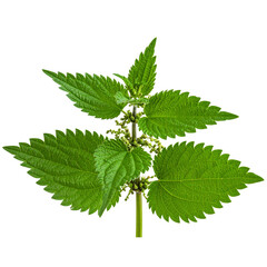 Fototapeta premium Common nettle at flowering stage transparent background png