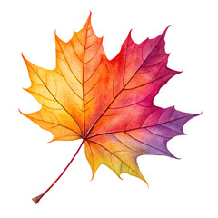 Obraz premium Autumn maple leaves isolated on white background with red and yellow colors