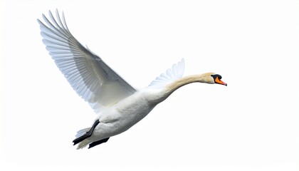 Fototapeta premium cisne real (Cygnus olor) en primer plano, volando con las alas extendidas. Se aprecian en detalle sus plumas blancas impecables, el cuello largo y elegante curvado, y el pico anaranjado