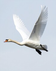 Obraz premium cisne real (Cygnus olor) en primer plano, volando con las alas extendidas. Se aprecian en detalle sus plumas blancas impecables, el cuello largo y elegante curvado, y el pico anaranjado