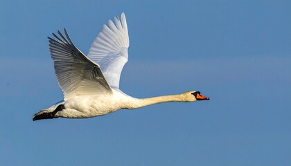 Obraz premium cisne real (Cygnus olor) en primer plano, volando con las alas extendidas. Se aprecian en detalle sus plumas blancas impecables, el cuello largo y elegante curvado, y el pico anaranjado