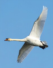 Fototapeta premium cisne real (Cygnus olor) en primer plano, volando con las alas extendidas. Se aprecian en detalle sus plumas blancas impecables, el cuello largo y elegante curvado, y el pico anaranjado