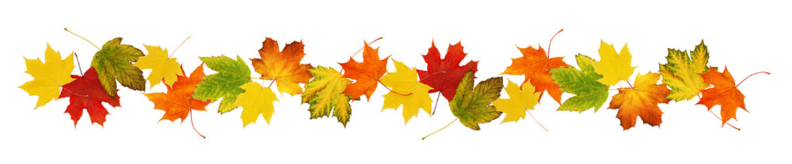 Autumn maple colorful leaves in a line arrangement isolated on white or transparent background. Border pattern.