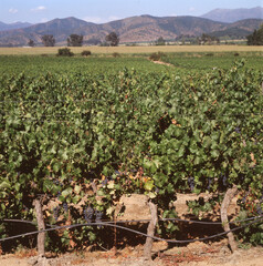 chile vineyard  grapes mountain blue sky  not people close up viña del mar 