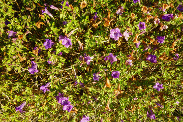 Fototapeta premium Close-up of vibrant purple flowers of Desert Ruellia, also known as Baja Ruellia or Ruellia peninsularis, natural backdrop