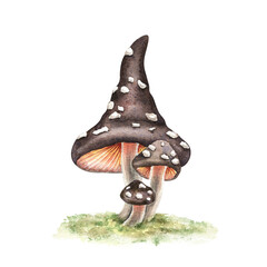 Fly agaric mushrooms, black poisonous amanita and green grass watercolor drawing. Halloween decor. Hand drawn illustration isolated on white. Kids print for  magic, fairy design, esoteric sticker.