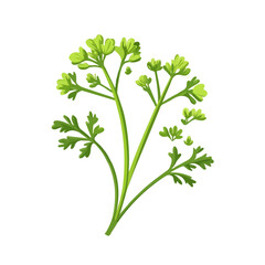 Parsley Flower, vector graphic, 2D flat isometric cartoon illustration on white background.
