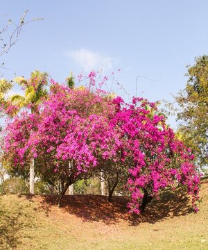Fototapeta beautiful trre with flowers