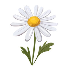 Chamomile Flower, vector graphic, 2D flat isometric cartoon illustration on white background.
