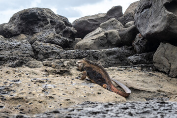 Marine iguana resting on rocks at Playa Loberia