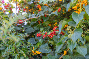Dense leaves with red and yellow berries. A spiderweb is visible between the branches.