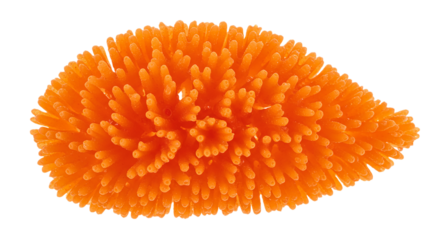 Coral Reef Beauty Underwater Life Orange Sea Creature Close up Nature Vibrant Marine Biology Aquarium Ecosystem