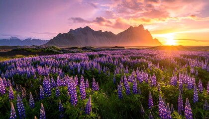Obraz premium A vibrant field of lupines stretches towards a dramatic mountain range at sunset, showcasing a beautiful landscape with warm hues and a tranquil atmosphere.