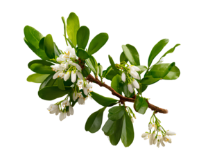 Katie's Mistletoe, white mistletoe clipart