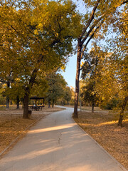 Curved pathway with wooden bench under trees in urban park. Seasonal atmosphere, outdoor leisure and natural wellness with calm recreation and everyday lifestyle routine.