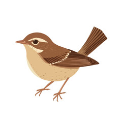 Wren, cartoon vector illustration, flat 2D isometric style, white background.
