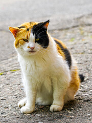 Homeless calico cat sitting on rough pavement outdoors looking sad and lonely in urban environment