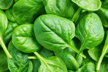 Fresh spinach leaves creating a vibrant green background